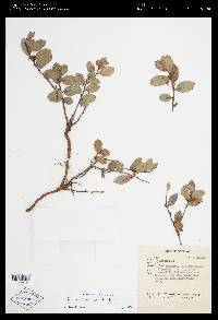 Gaultheria amoena image