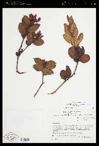 Gaultheria sclerophylla image