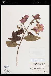 Tibouchina ochypetala image