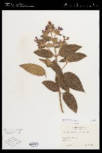 Tibouchina mollis image