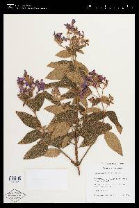 Tibouchina mollis image