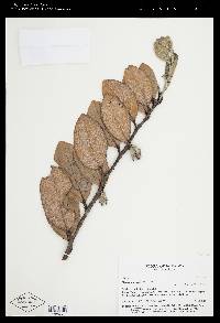 Macleania farinosa image