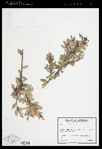 Macleania floribunda image