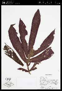 Columnea tessmannii image