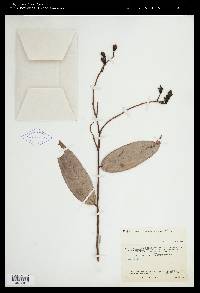 Psammisia ecuadorensis image