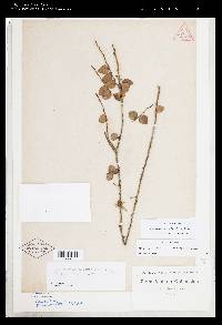 Sphyrospermum buxifolium image
