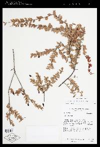 Sphyrospermum campanulatum image