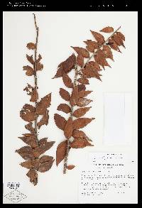 Sphyrospermum lanceolatum image