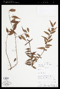 Sphyrospermum lanceolatum image