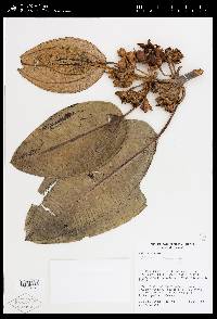 Blakea rotundifolia image