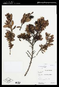 Escallonia myrtilloides image