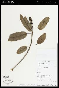 Sapium glandulosum image