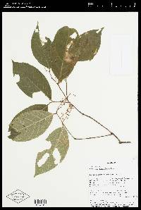 Rinorea apiculata image