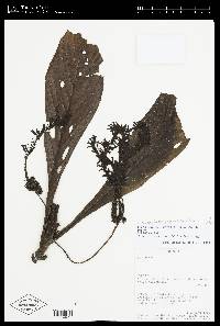 Tournefortia paniculata image