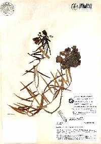 Image of Bomarea angulata