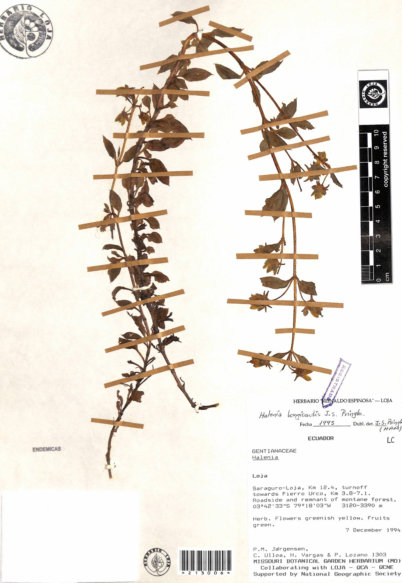 Halenia longicaulis image