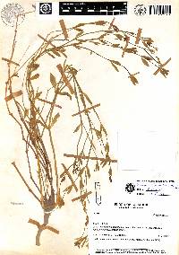 Image of Drymaria stellarioides