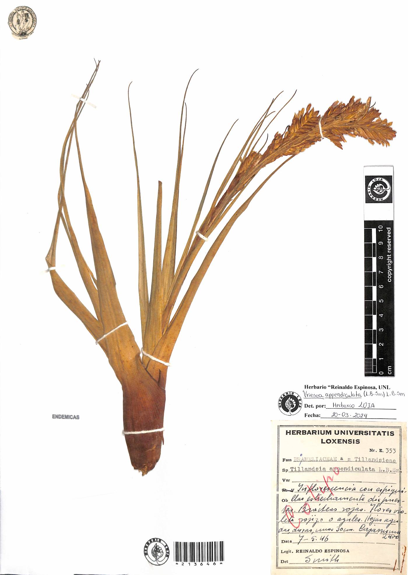 Vriesea appendiculata image