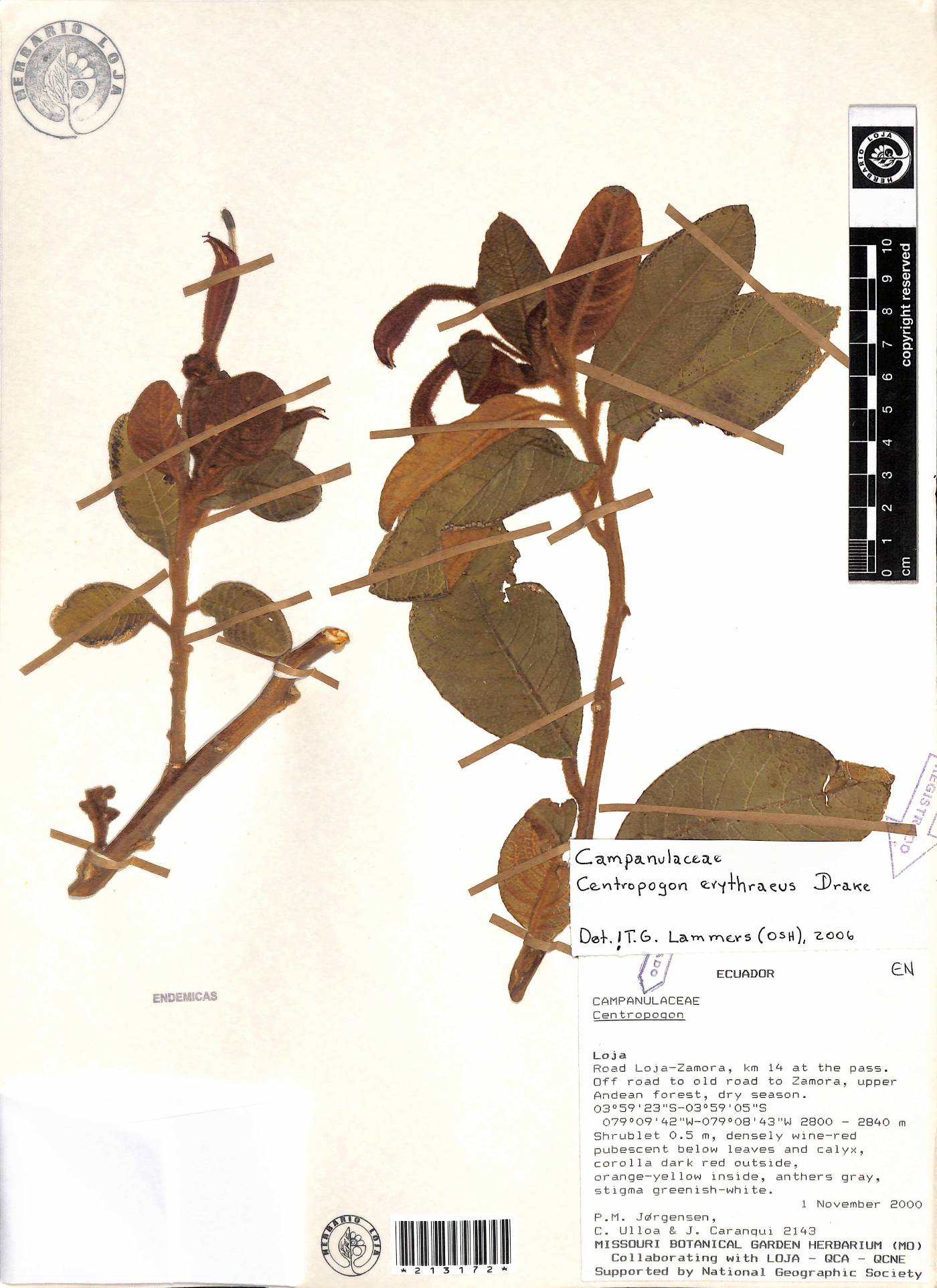 Centropogon erythraeus image