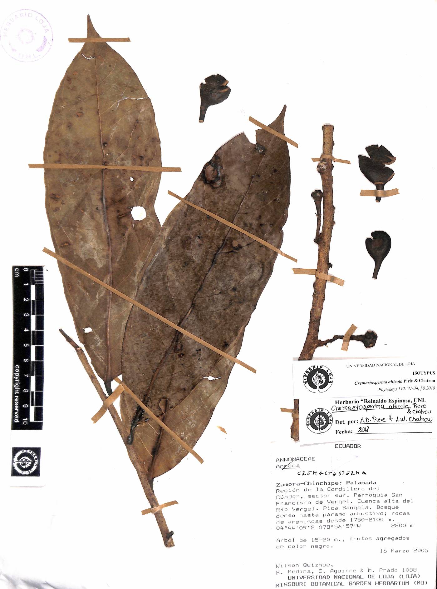 Cremastosperma alticola image