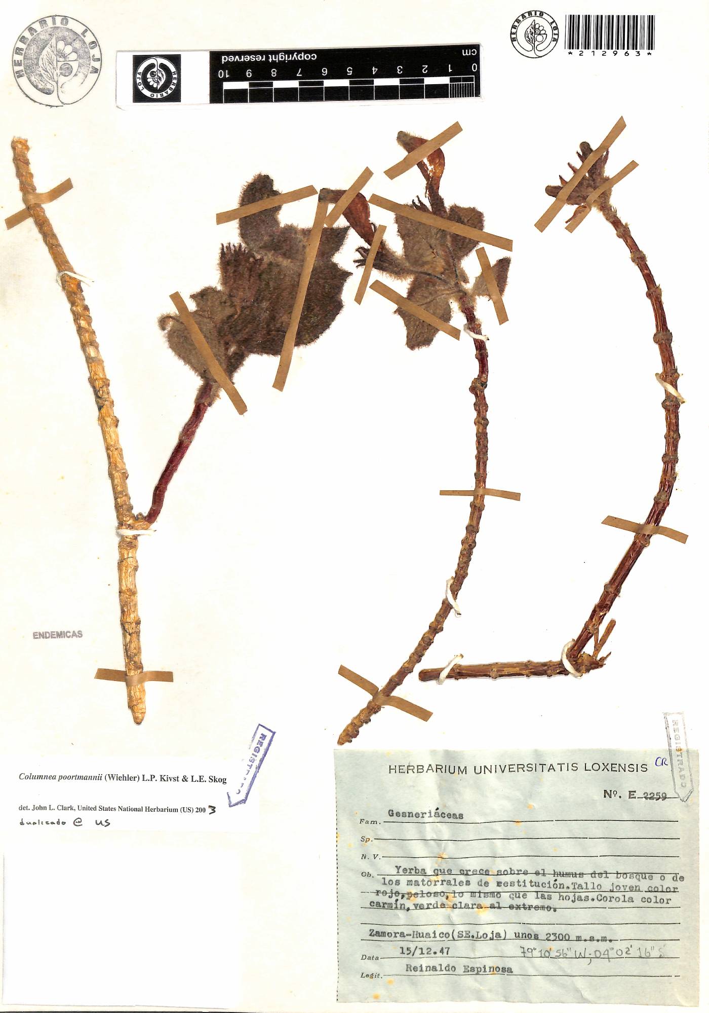 Columnea poortmannii image