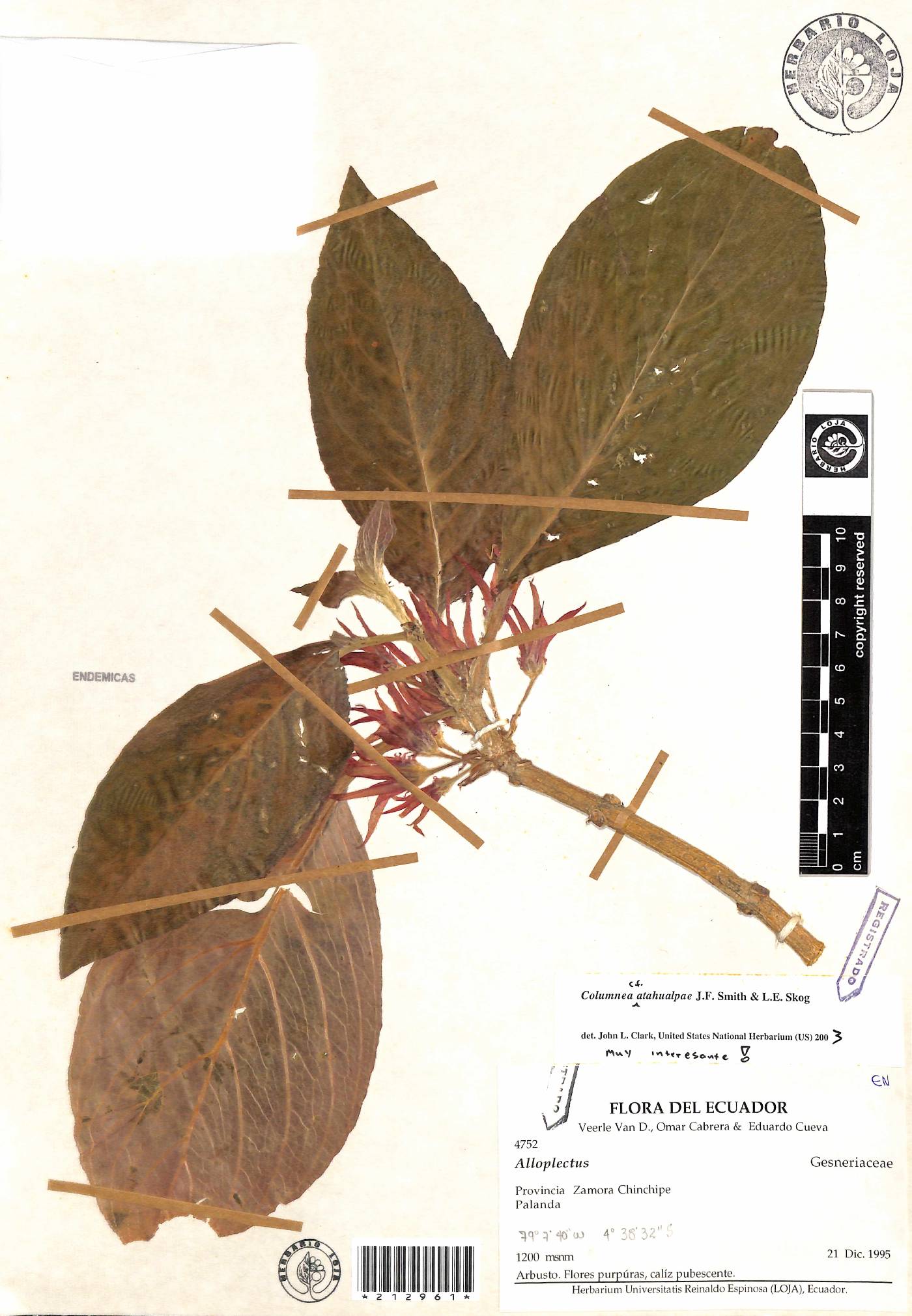 Columnea atahualpae image