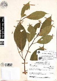 Image of Ficus bombuscaroana