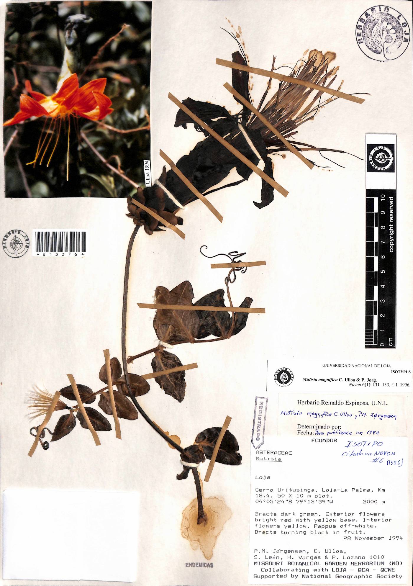 Mutisia magnifica image