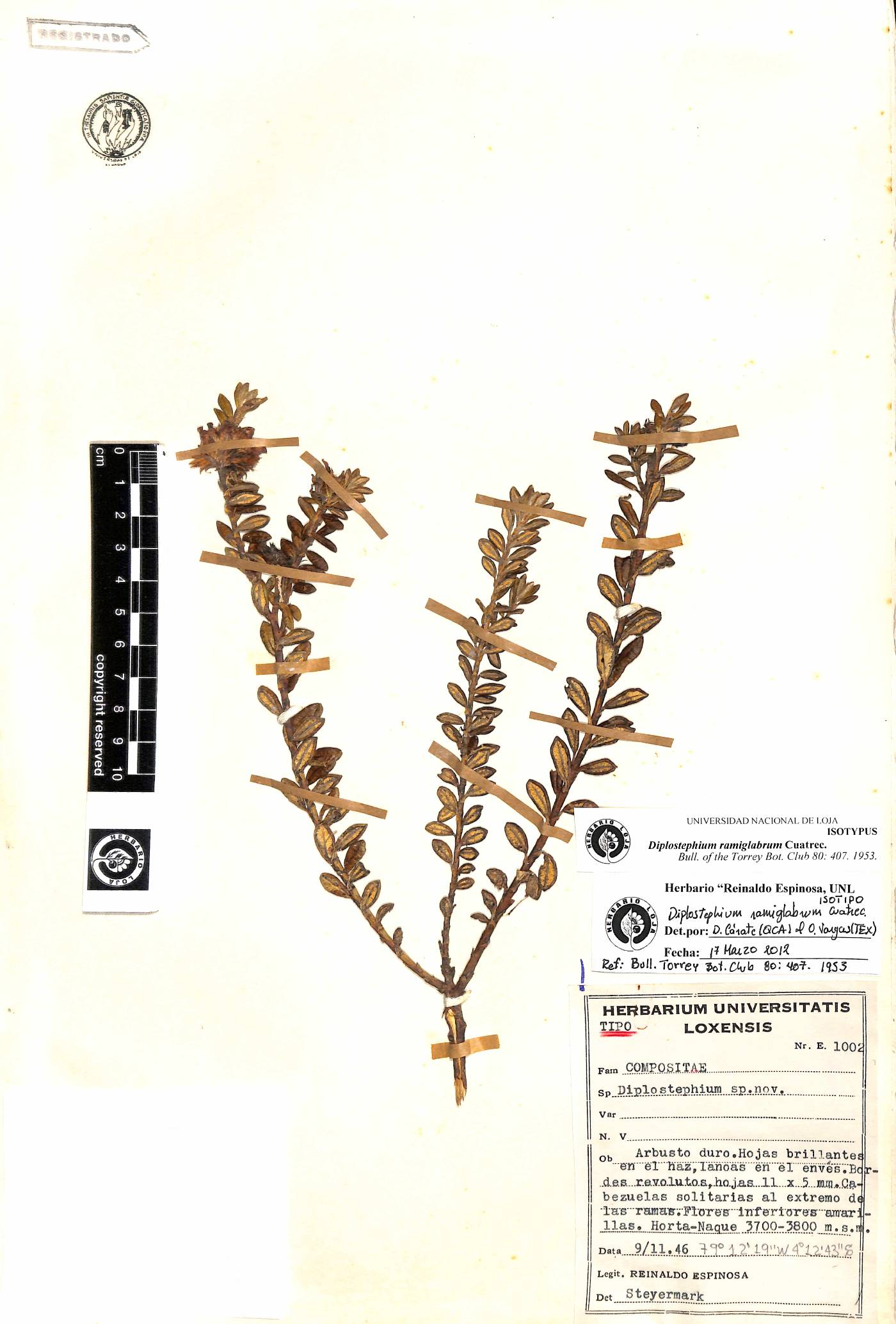 Diplostephium ramiglabrum image