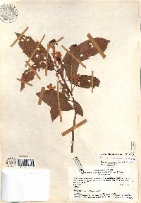 Saurauia laxiflora image