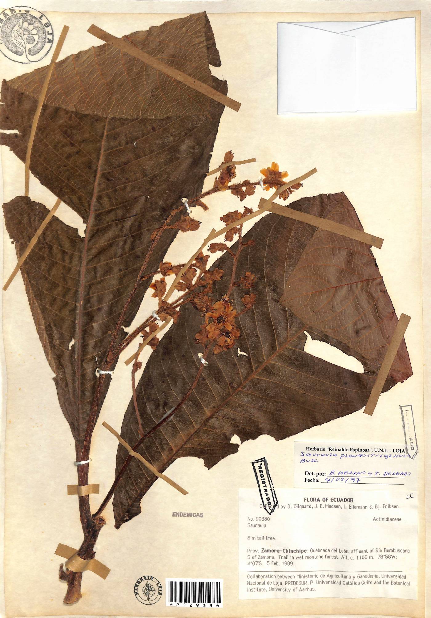 Saurauia pseudostrigillosa image