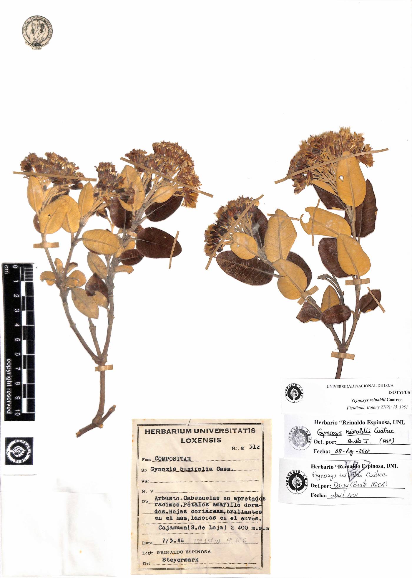 Gynoxys reinaldii image