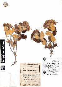 Gynoxys reinaldii image