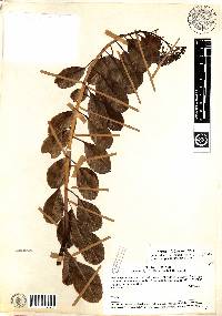 Image of Pentacalia corazonensis