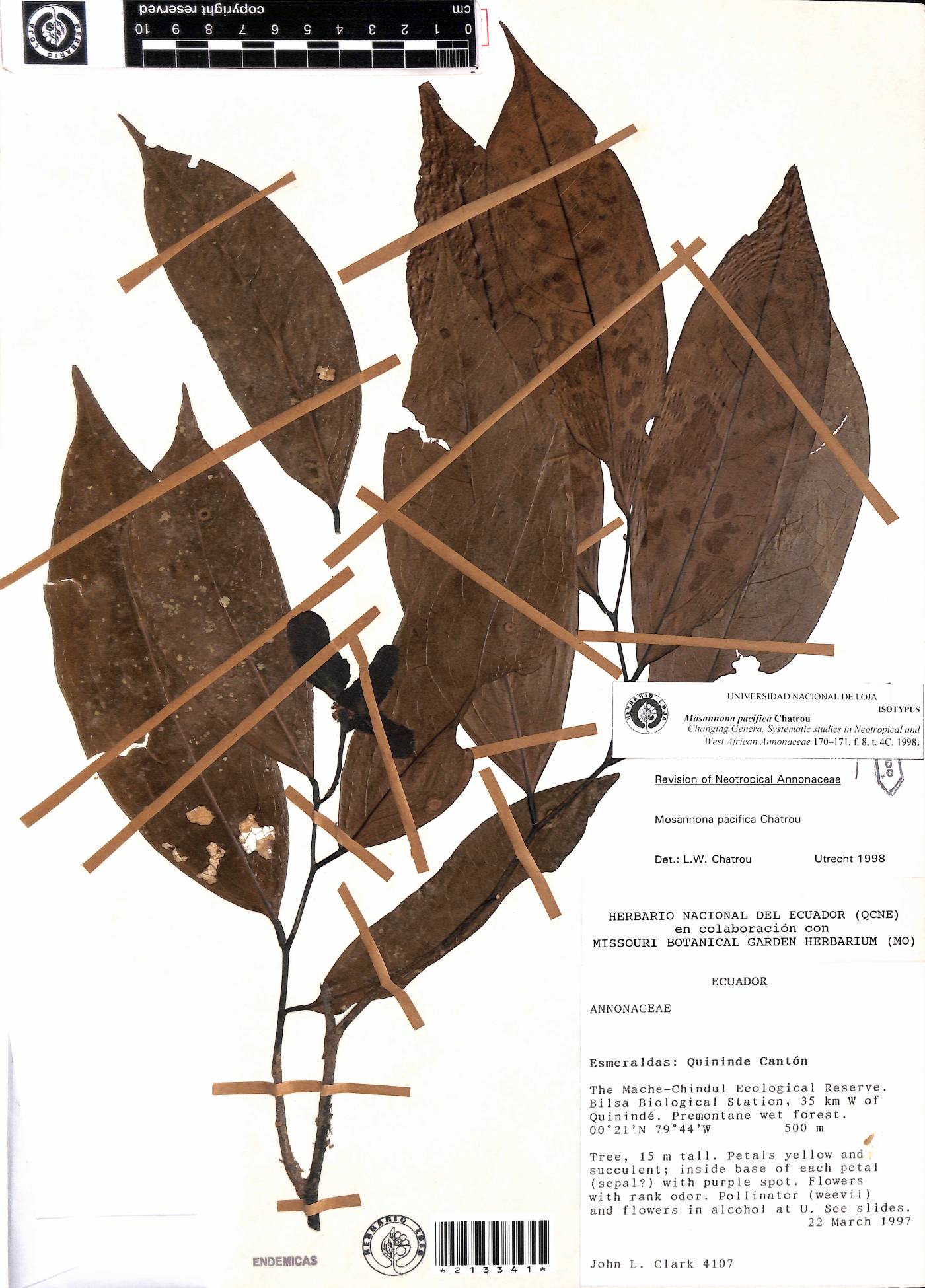 Mosannona pacifica image