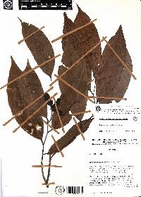 Mosannona pacifica image