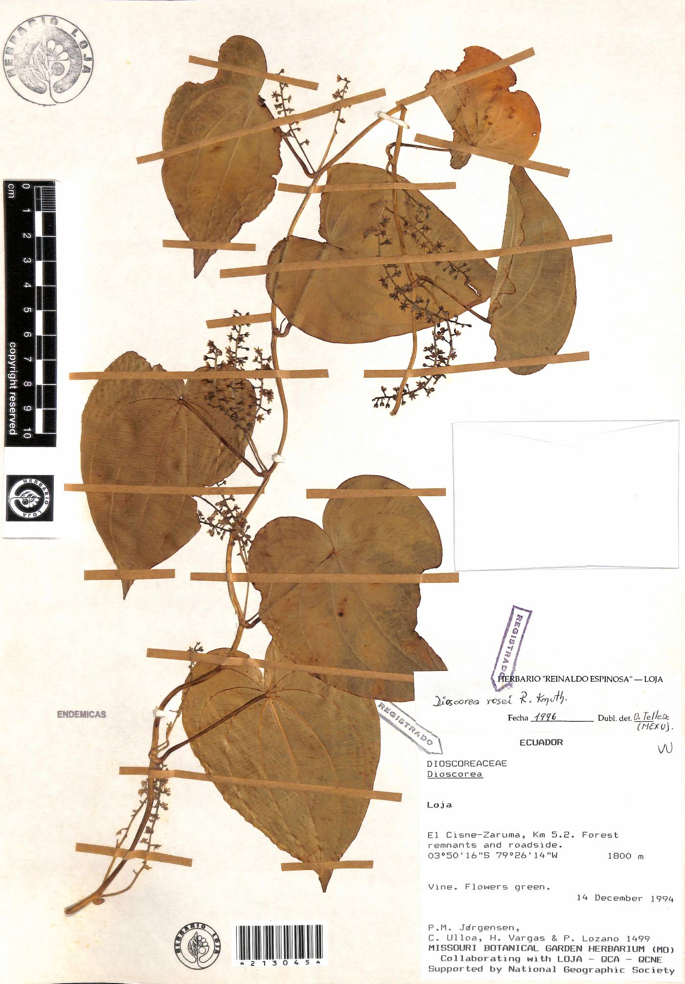 Dioscorea rosei image