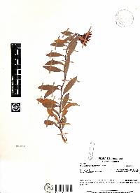 Ceratostema oellgaardii image