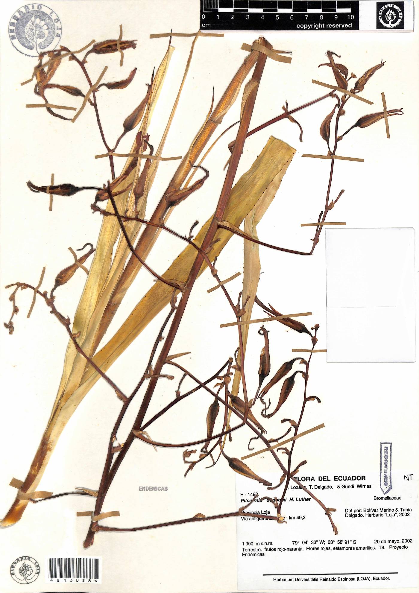 Pitcairnia dodsonii image