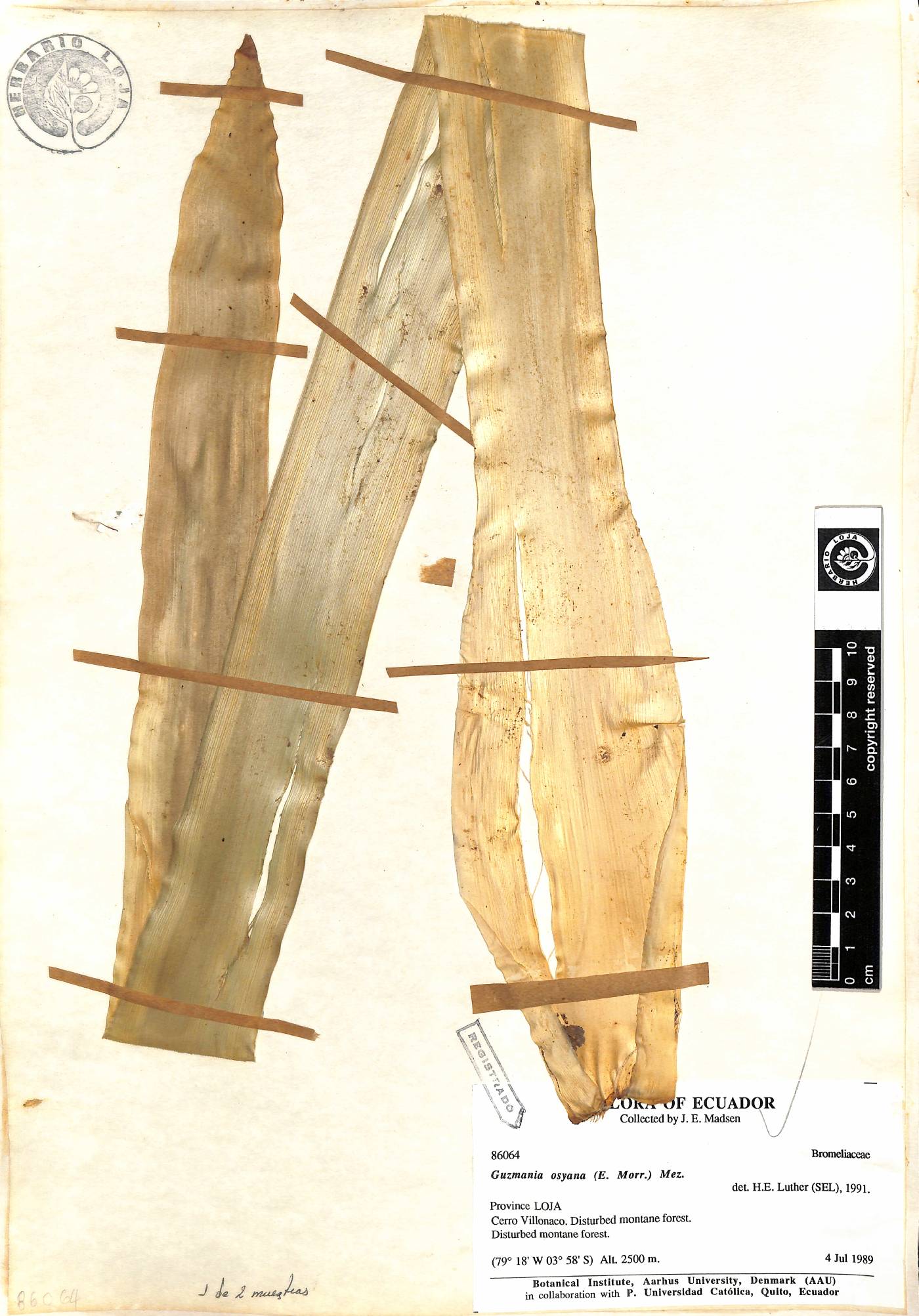 Guzmania osyana image