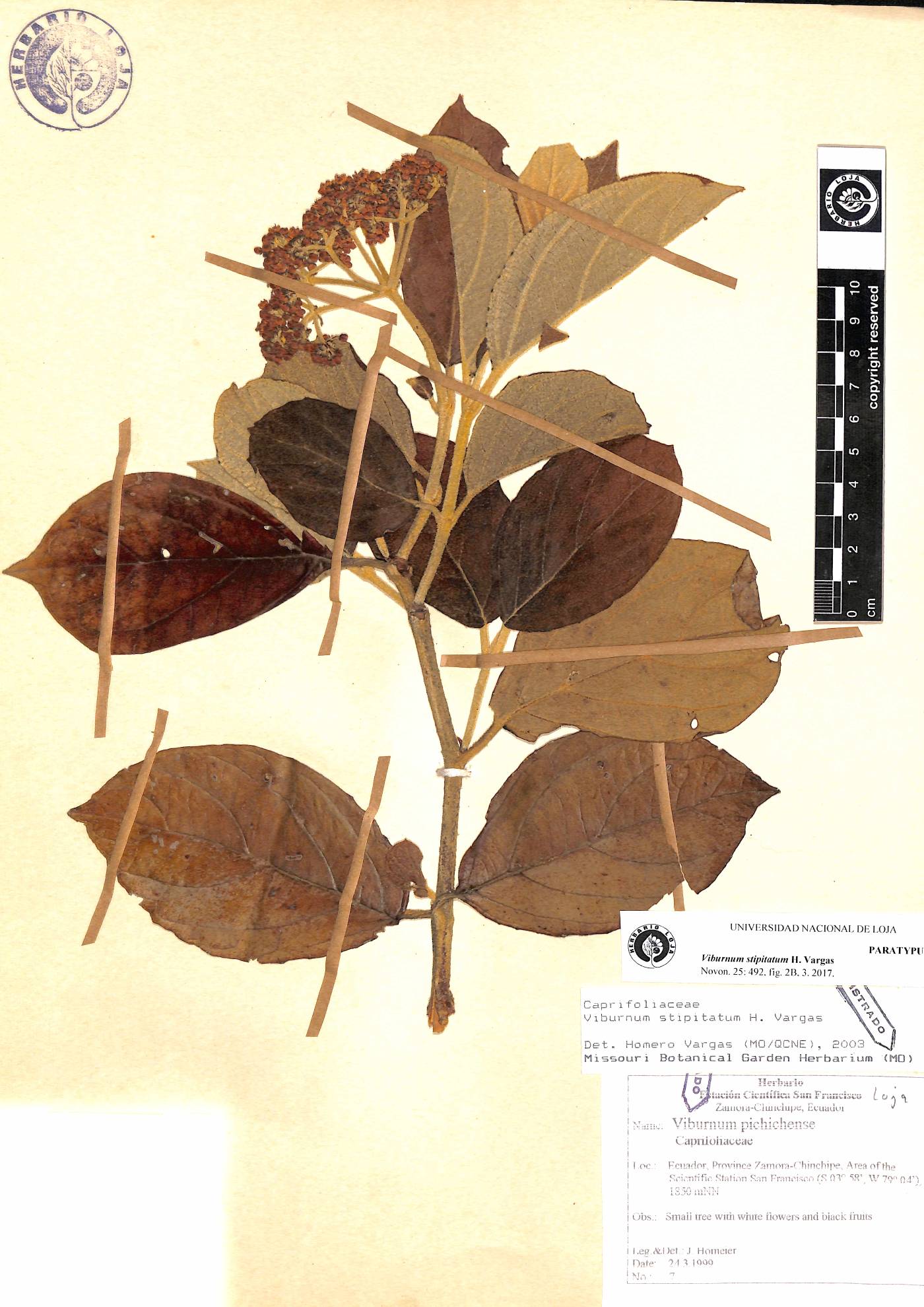 Viburnum stipitatum image