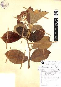 Viburnum stipitatum image