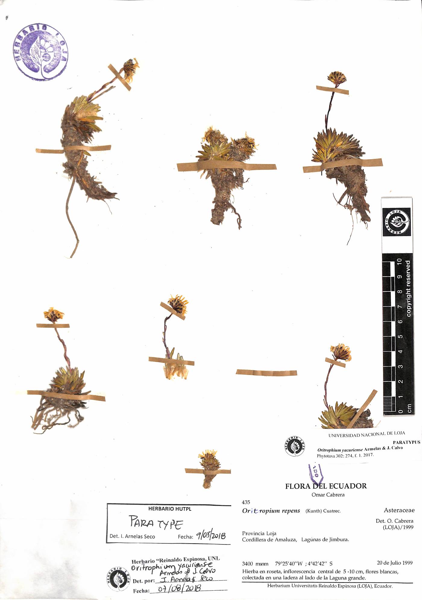 Oritrophium yacuriense image