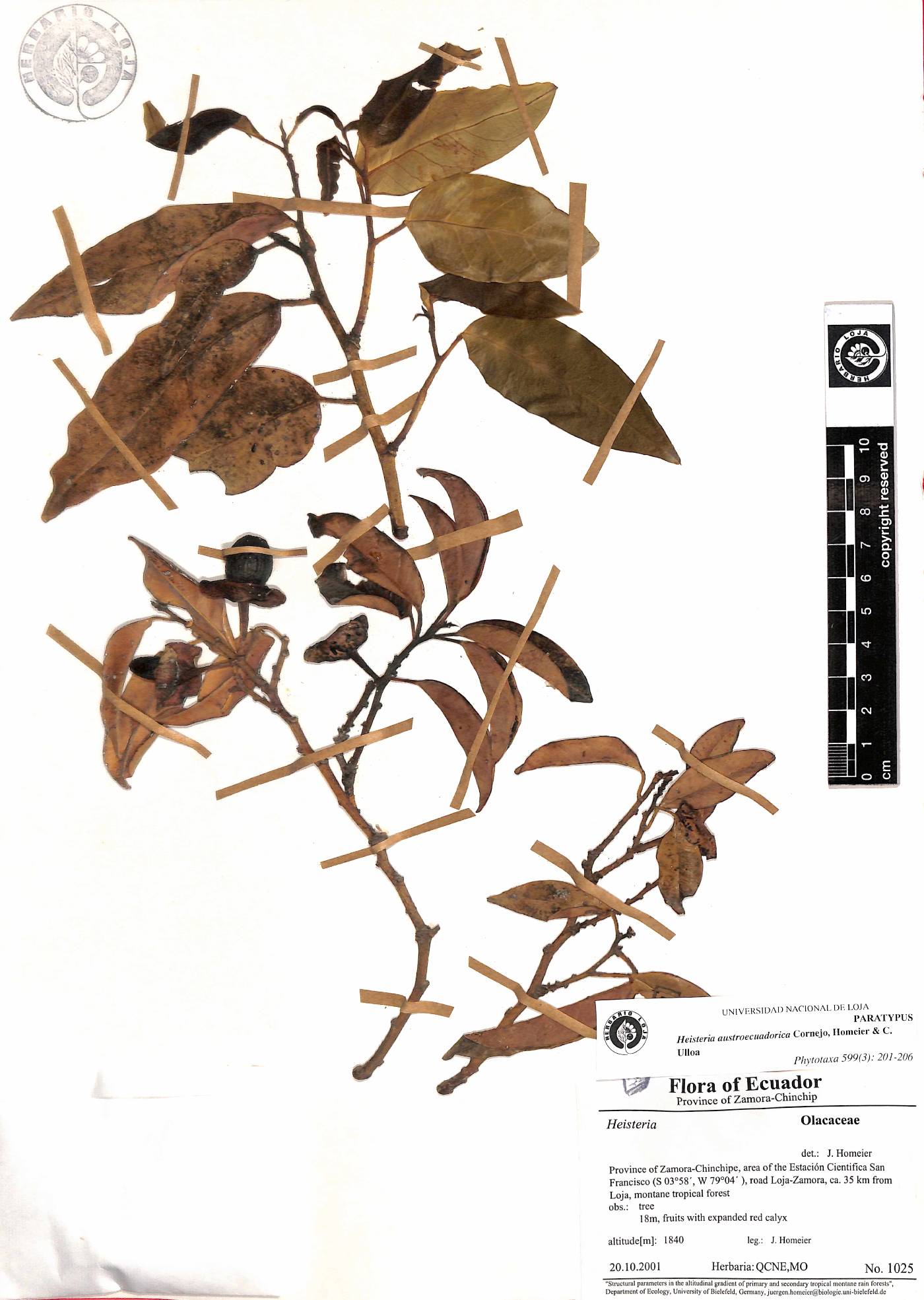 Heisteria austroecuadorica image