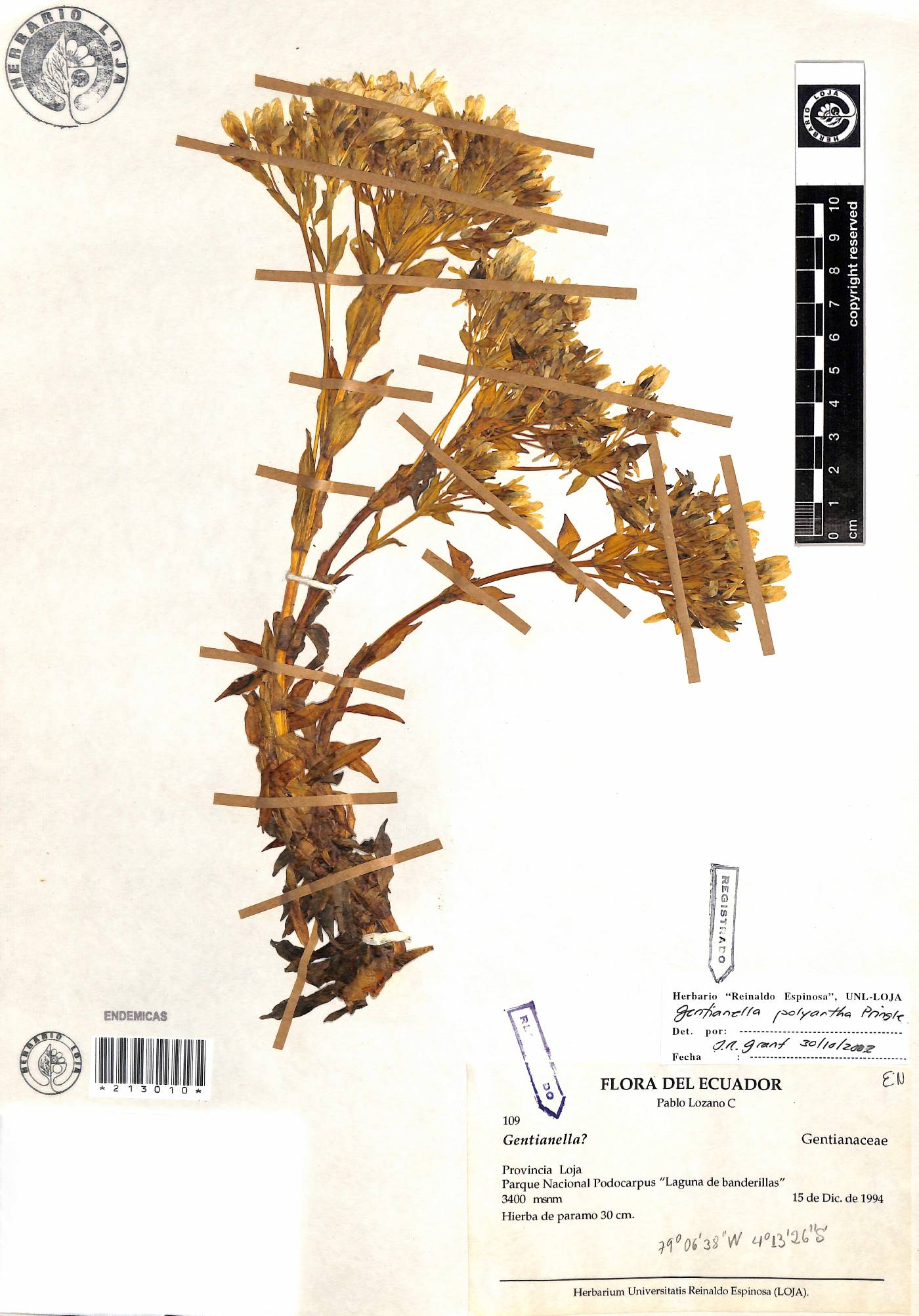 Gentianella polyantha image