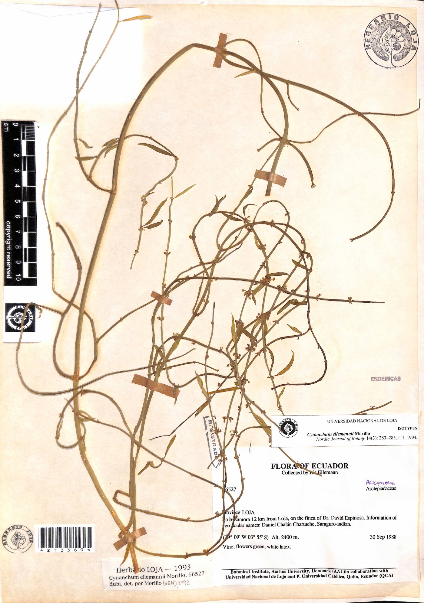 Cynanchum ellemannii image