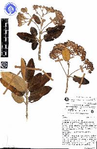 Image of Gynoxys revolutifolia