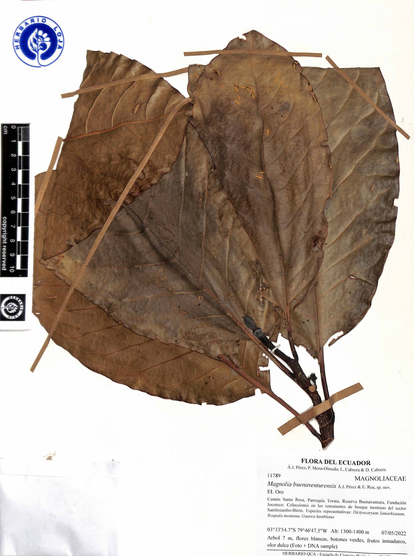 Magnolia buenaventurensis image