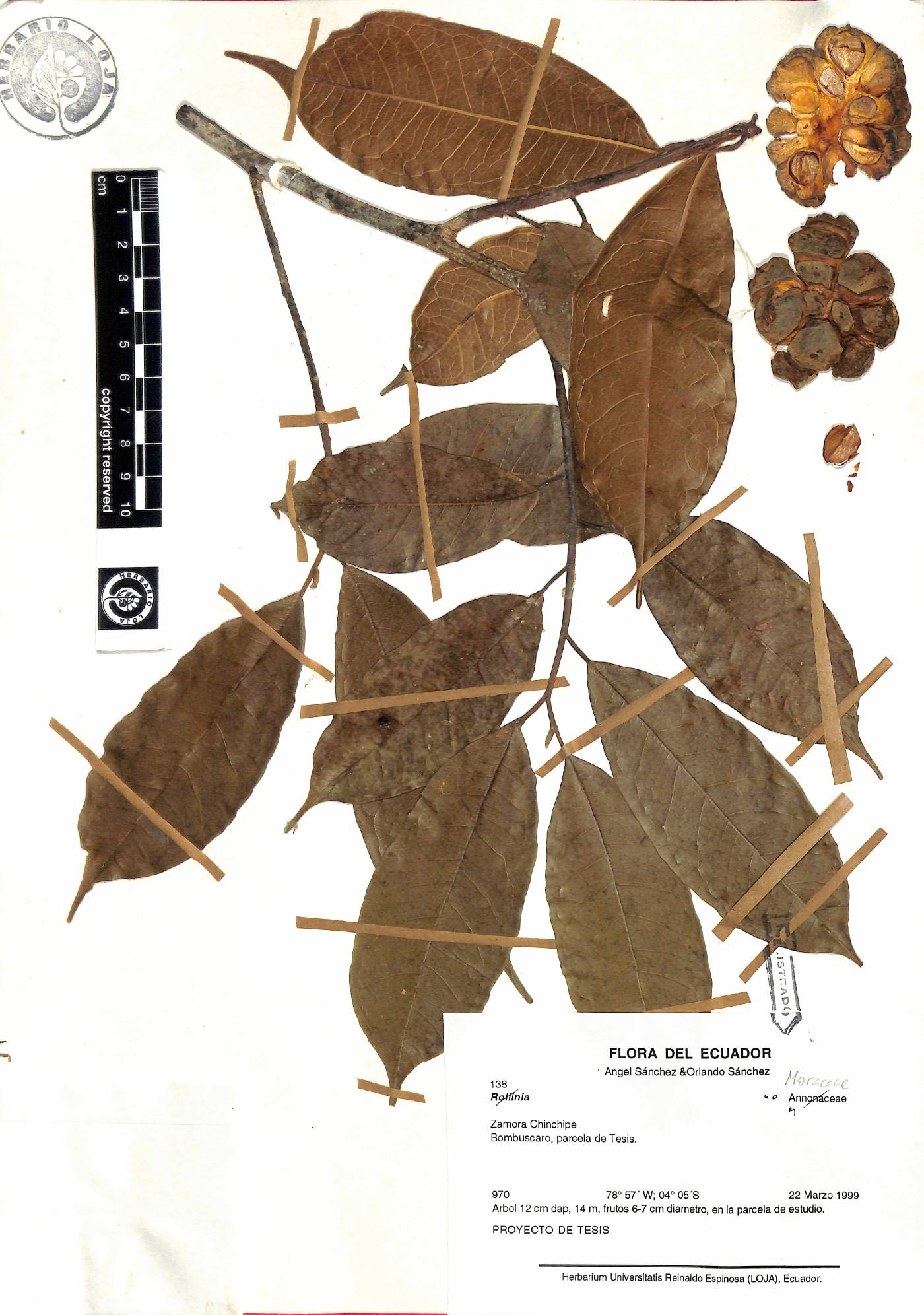 Batocarpus orinocensis image