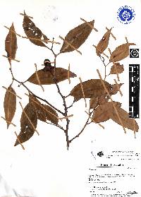 Heisteria austroecuadorica image